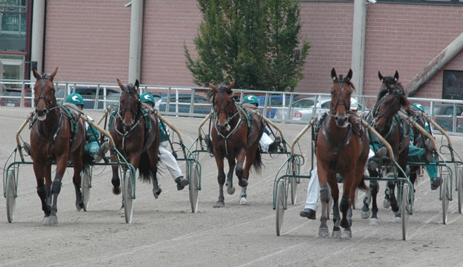 En ny kull Travkompanihästar är på väg in i stallet. Foto; A.Lindblom/Travkompaniet
