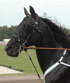 Orecchietti-140705-8