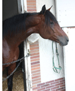 Shergar-Grosbois-061021-21