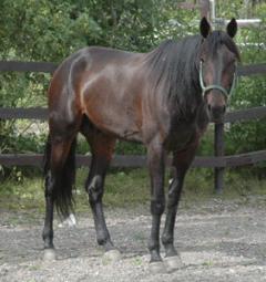 Jaded stannar hemma