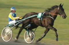 Inlines trivs bra med Johnny i sulkyn.Foto: Annika Lindblom