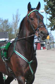 Shergar-050512-2