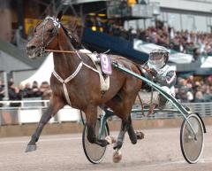 Årets Treåring, Maharajah, vann två storloppssegrar 2008. Här tar han en enkel seger i Kriteriet på nytt världsrekord!. Foto: ALN