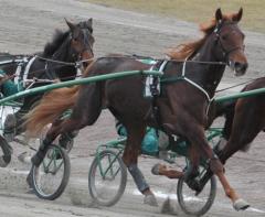 Fuxige Manna gör årsdebut, och lillebror No Wonder som smyger bakom, skall kvala. Foto: Travkompaniet