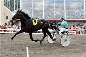 Mats Ulriksson bakom sin drömhäst Sientelo. Foto: ALN