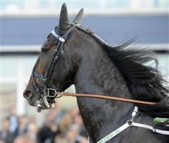 Quarcio du Chene &auml;r Bj&ouml;rn Goops vapen i Jubileumspokalen. "Jag hoppas att han &auml;r med och krigar om segern", s&auml;ger Goop. Foto: Lars Jakobsson.