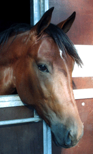 Shergar Boko tjänade nästan två miljoner på tävlingsbanorna. Foto: Travkompaniet