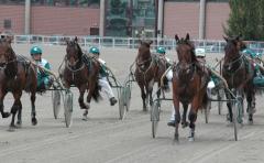 Vi hoppas på att vår N-kull skall synas i årgångsloppen 2010. Foto: Travkompaniet