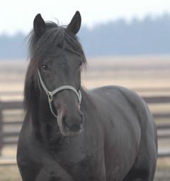 Panne