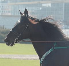 Panne