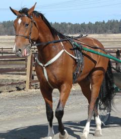 Rune