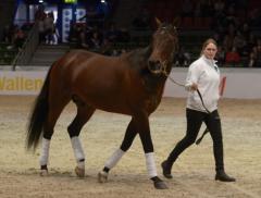 Maharajah såg ut att trivas när han fick visa upp sig för publiken på Gothenburg Horse Show.Foto av Tommy Holl