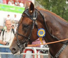 Vackre Caballion tränas numera i Frankrike. Foto av CLAES KÄRRSTRAND