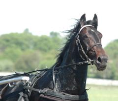 Orecchietti-140522-1