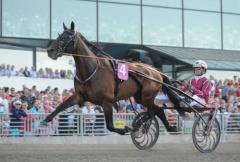 Sjuårige Raja Mirchi har gjort sin sista start på tävlingsbanan och kommer i fortsättningen enbart att verka i aveln.                    	            	        	                   		                             Foto av JEANNIE KARLSSON