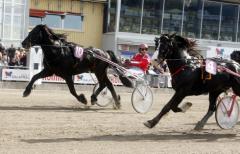 Månprinsen A.M. spurtar till sig segern i ett V75-lopp på Romme i april. Invändige Hulte Magnus är en av motståndarna i lördagens SM.  Foto av Kanal 75