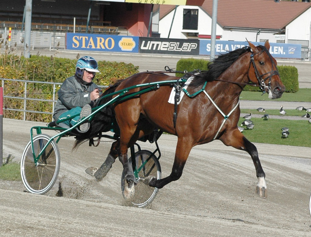 Pasha, Maharajahs lillebror (2) på Solvalla. Kolla in stilen! Vad månde bliva?! Foto:A. Lindblom