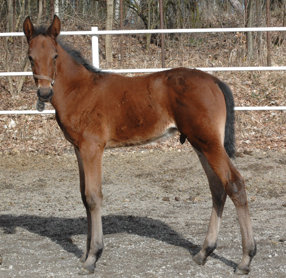 Våran "Lufsen", Quality Questioned som startade 2 ggr under oktober och vann båda!Foto: Annika L. Travkompaniet.