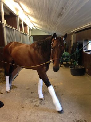 Maharajah inför resan till Solvalla Elitloppssöndagen där han avtackades av Solvallapubliken på ett fint sätt. Foto:Lisa Skogh.