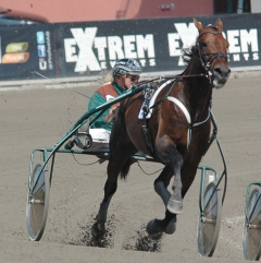 Läckre Rolling Stones med sin skötare Lisa Skogh går snabbjobb på Solvalla förra veckan..Foto: Annika L. Travkompaniet.